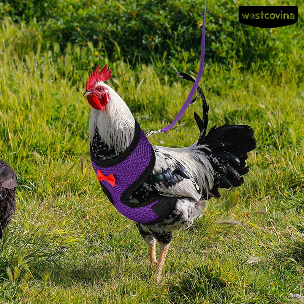 [COD]♞Áo Vest Lưới Thoáng Khí Có Kẹp Bằng Thép Không Gỉ Có Thể Điều Chỉnh Dành Cho Chó Mèo