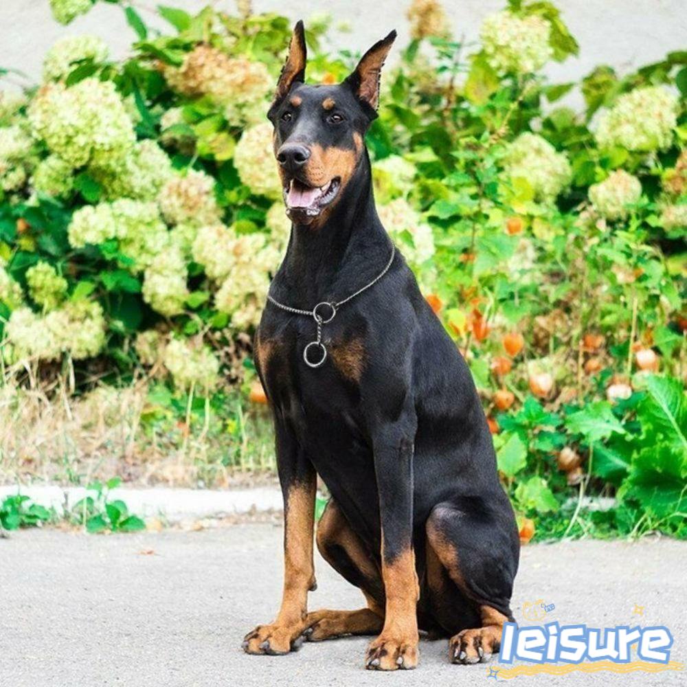 LEISURE Dây Xích Đeo Cổ Cho Thú Cưng Cỡ Nhỏ / Vừa / Lớn