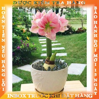 Củ hoa huệ tây cánh kép