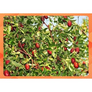 Táo đỏ sấy khô (350g)