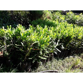 Cây giống mắc ca h2 cao sản . ()