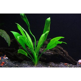 Bể cá betta mini 2 ngăn tháo lắp - Hồ cá betta
