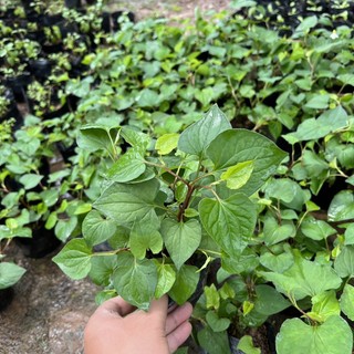 Cây rau diếp cá- bầu cây giống