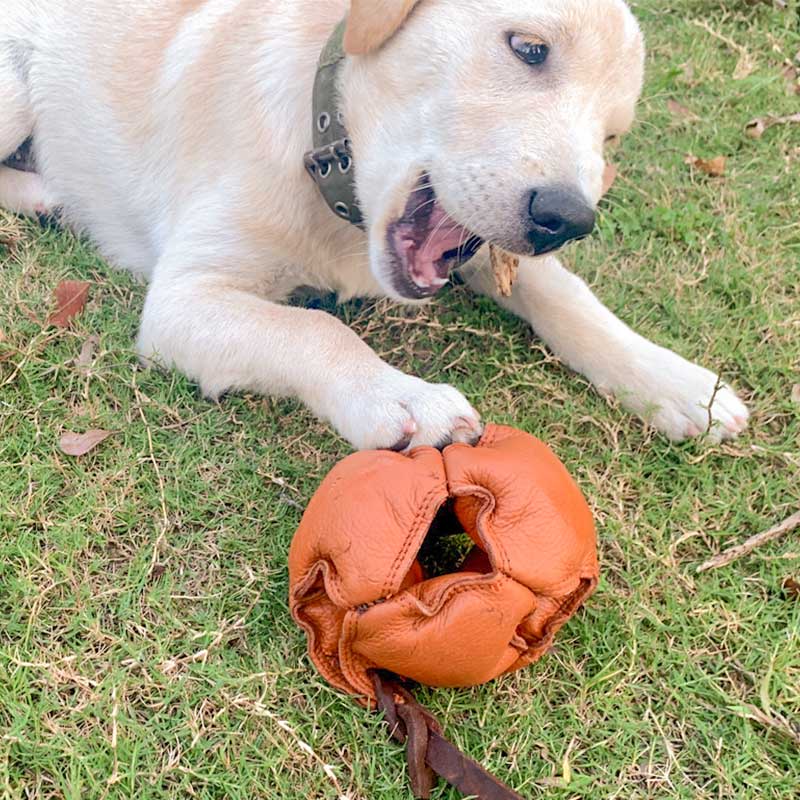 HamshMoc Đồ Chơi Bóng Cắn Tay Cầm Dài Chuyên Dụng Cho Huấn Luyện Thú Cưng Cỡ Vừa Và Lớn