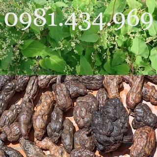 Củ Hà Thủ Ô 01KG Mới