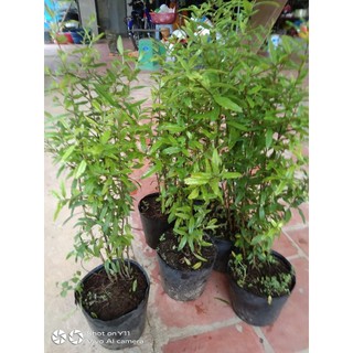 Cây Giống Lựu PeRu ( chuẩn giống) (được kiểm tra hàng có bảo hành)