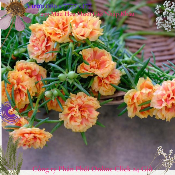 Hoa Mười Giờ Thái Kép Màu Vàng Mật Ong Cành Giống Bộ Sưu Tập Hơn 30 Màu Tiểu Hoa Hồng