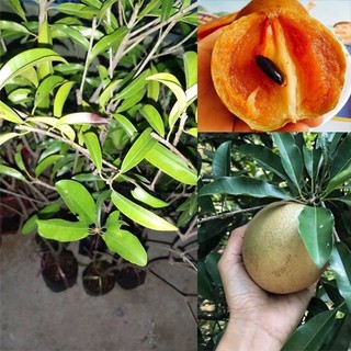 cây giống hồng xiêm mexico(sapoche mexico)