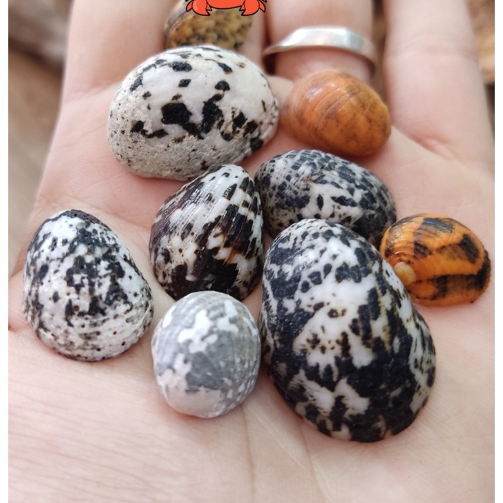 Vỏ ốc móng ngựa size baby họa tiết ngẫu nhiên OMH Thanh Xuân