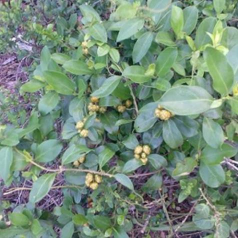 Cây mặt quỷ khô 1kg