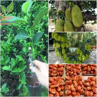 CÂY GIỐNG MÍT MẬT ( cây ghép siêu sớm) ( era town duc khai)