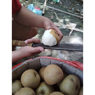 Cây giống mắc cọp rừng (cây ghép 5 thnags cho trái )
