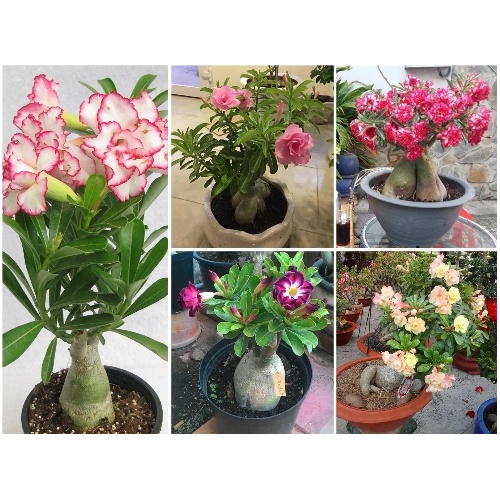 Hạt Giống Hoa Sứ Thái Kép Nhiều Màu ( Gói 8 Hạt ) - [Cây phong thuỷ, Bonsai - Dễ trồng]