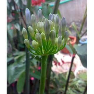 Củ giống hoa thanh anh mix - 1 củ