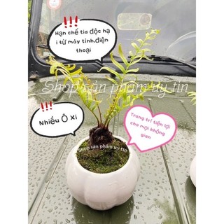 dương xỉ thân gỗ nhỏ (trồng chậu để bàn)