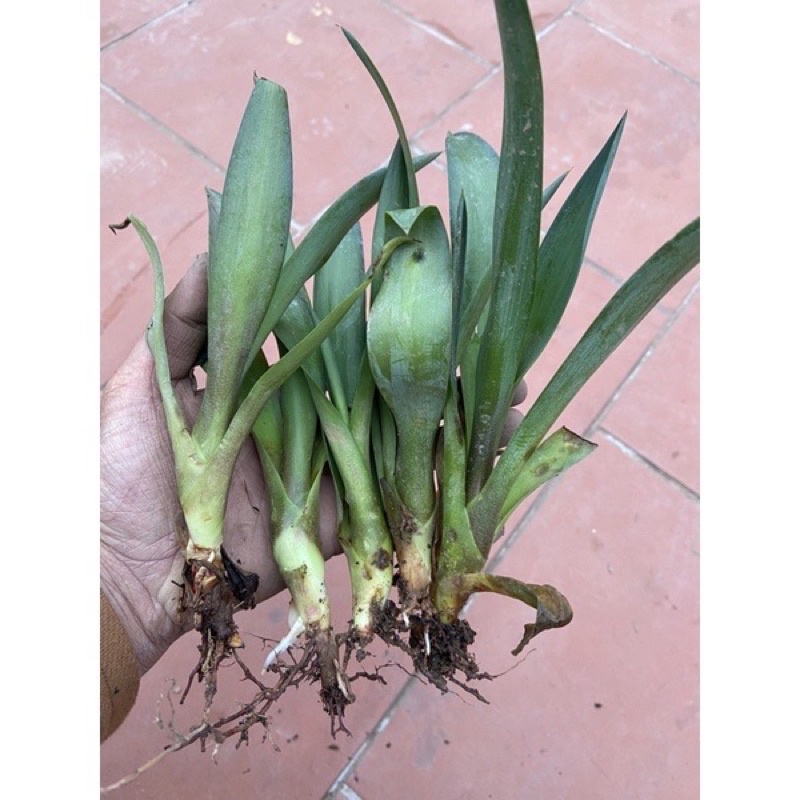 Cây dứa cảnh nam mỹ