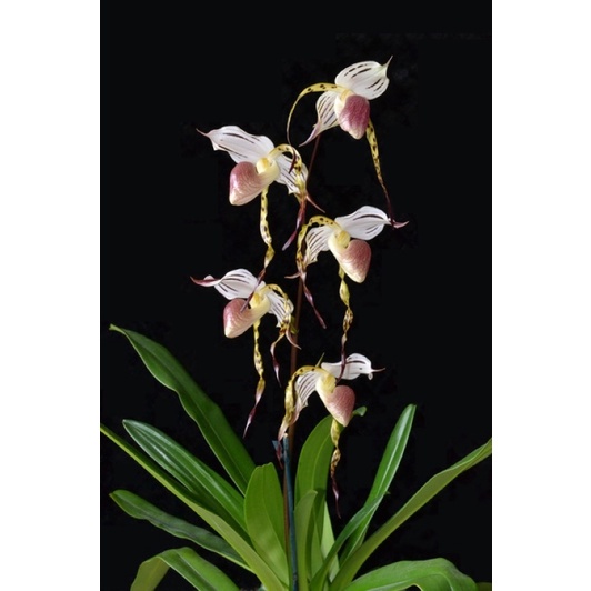 Hoa lan hài râu Chơi tết