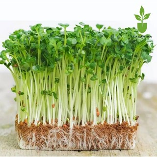 Hạt giống rau mầm các loại