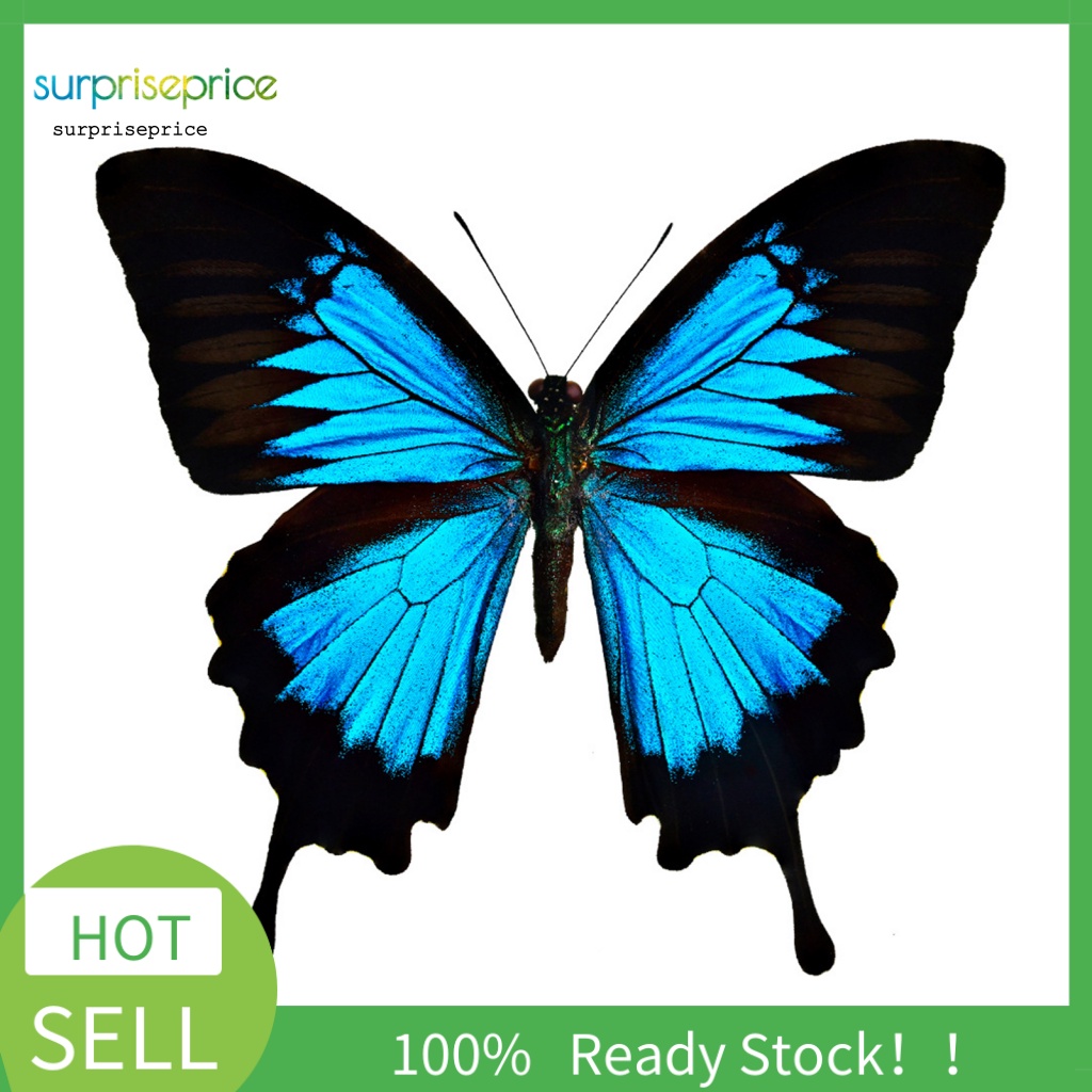 Sticker Dán Tường Họa Tiết Bướm 3D Nhiều Màu Sắc Bắt Mắt Sành Điệu