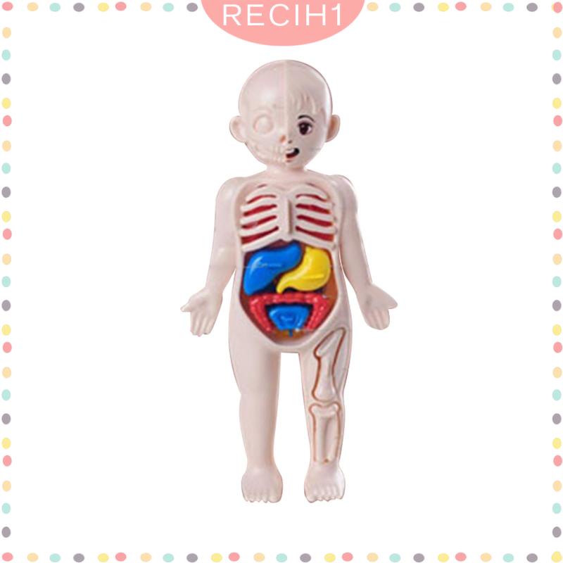 Bộ Đồ Chơi Lắp Ráp Mô Hình Cơ Thể Người Giáo Dục Sớm Cho Bé