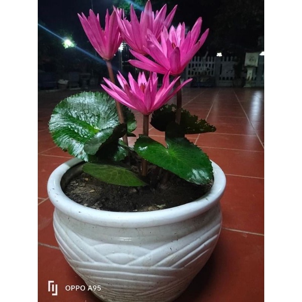 Củ hoa súng cạn cho tết