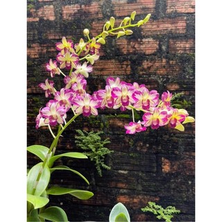 [Siêu Sale] denro tom sổ chớp 5% cây giống
