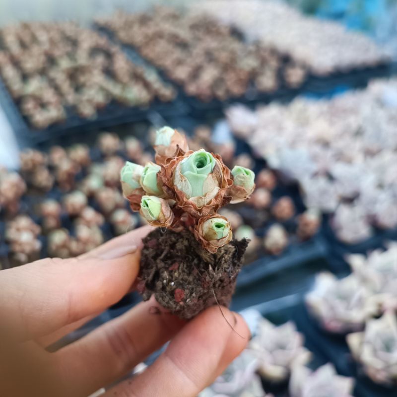 Siêu Sale+ Sen Đá Hoa Hồng Chùm Mini.