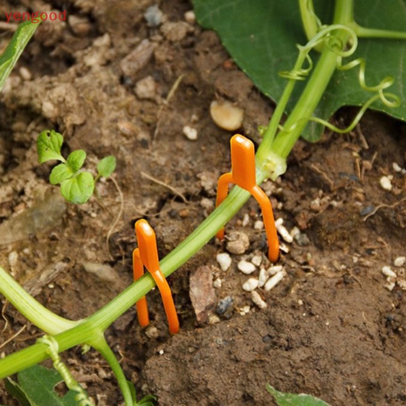 Set 50 Kẹp Dâu Tây Cao Cấp Tiện Lợi Dễ Sử Dụng