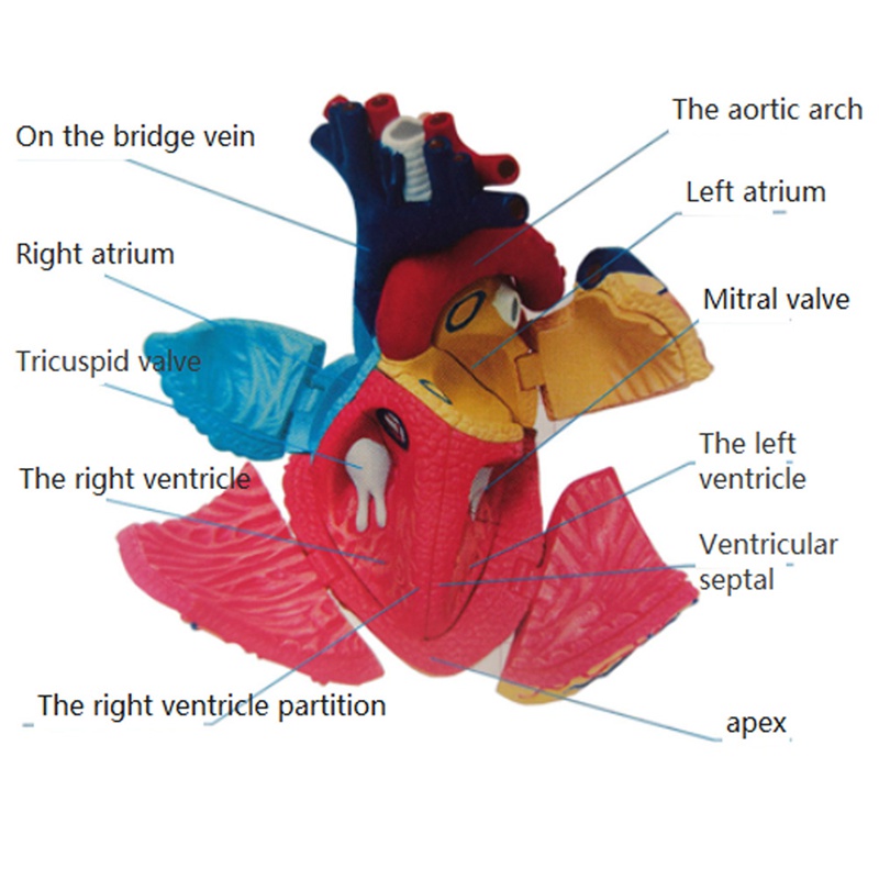 Mô Hình Cơ Thể Người Y Tế Có Thể Tháo Rời Dùng Dạy Học