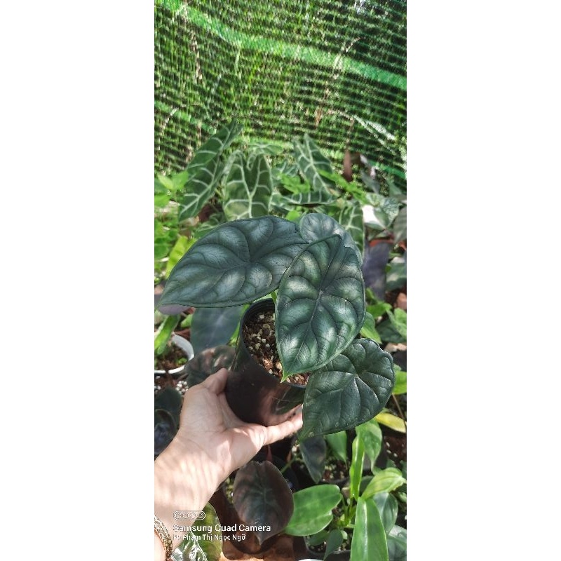 Alocasia dragon scale