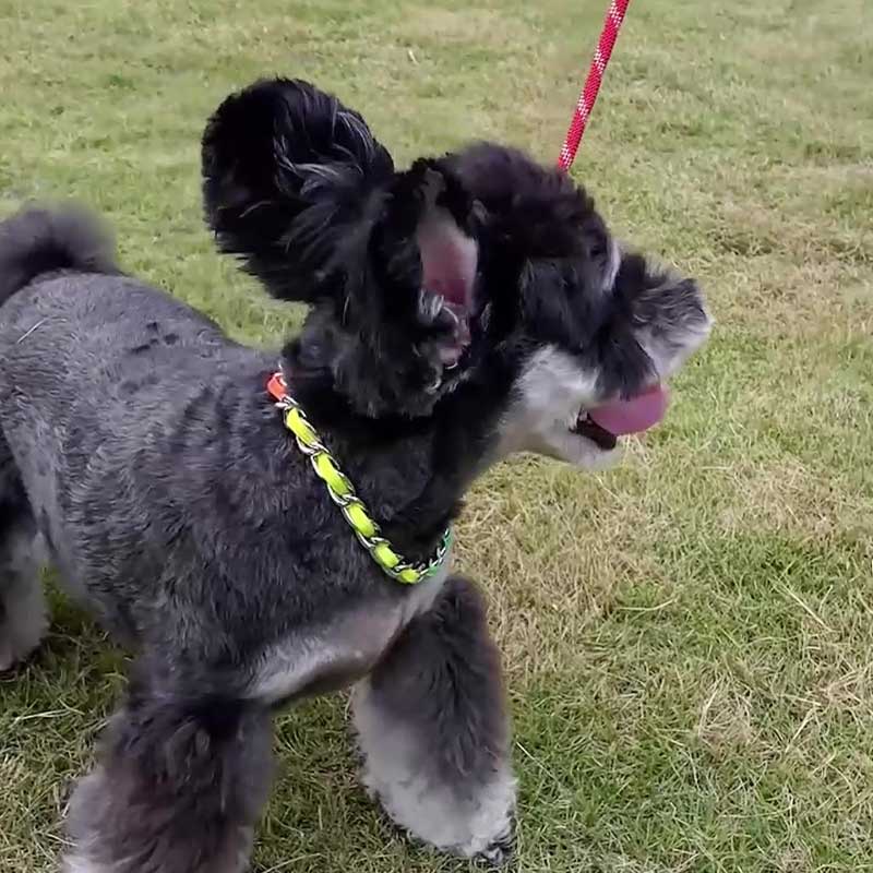 HamshMoc Dây Dắt Thú Cưng Đi Dạo Bằng Thép Không Gỉ Kèm Điều Khiển Chống Trượt