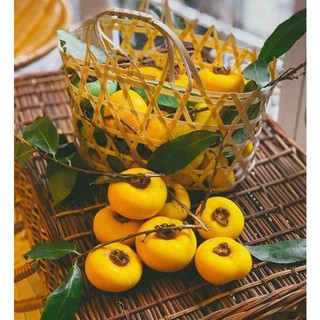 CÂY THỊ THƠM LÙN_ CÂY CAO 20-30CM