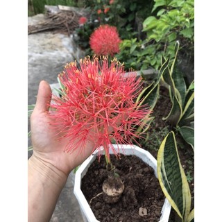 🍀hàng đẹp🍀củ hoa hồng tú cầu