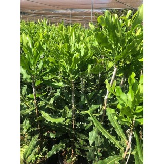Cây giống MẮC CA H2 cao sản [ Cây ghép được 2-3 năm, to khỏe, sinh trưởng tốt ]. ()