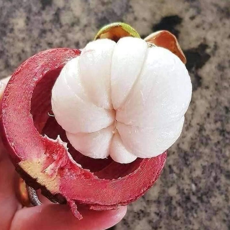 Cây giống Măng cụt TA GHÉP siêu sớm, mỏng vỏ, cực ngon. cho trái chỉ sau 3 năm trồng. cây tháp cành khỏe