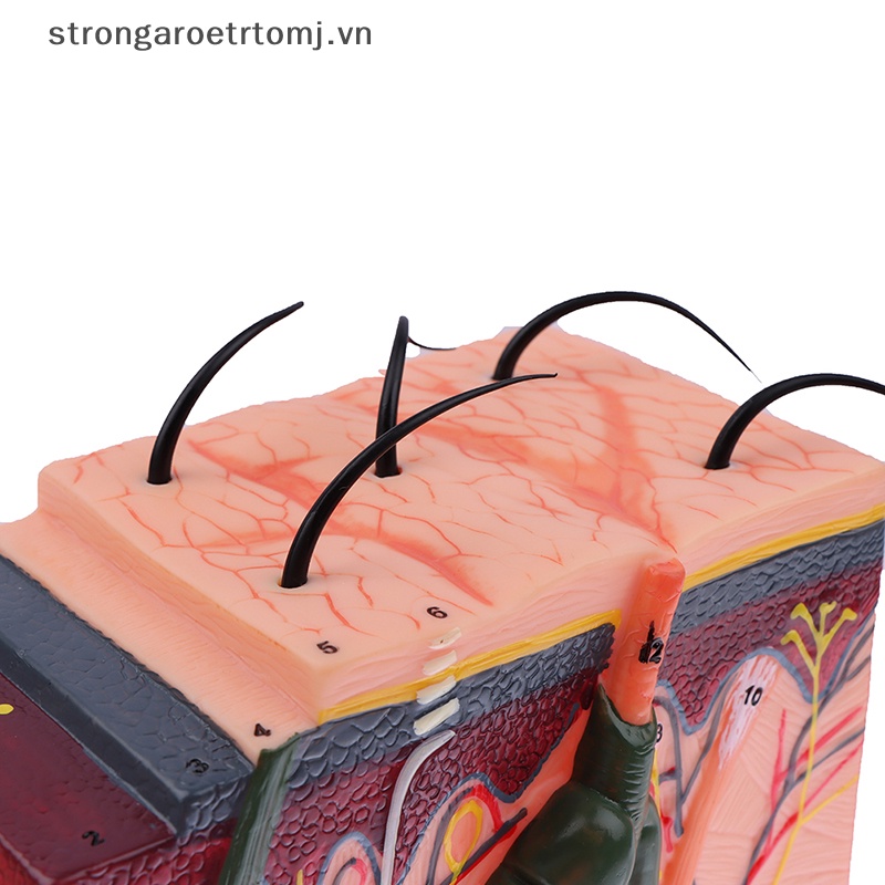 Mô Hình Cấu Trúc Da Người Strongaroetrtomj 35 / 50 Giờ