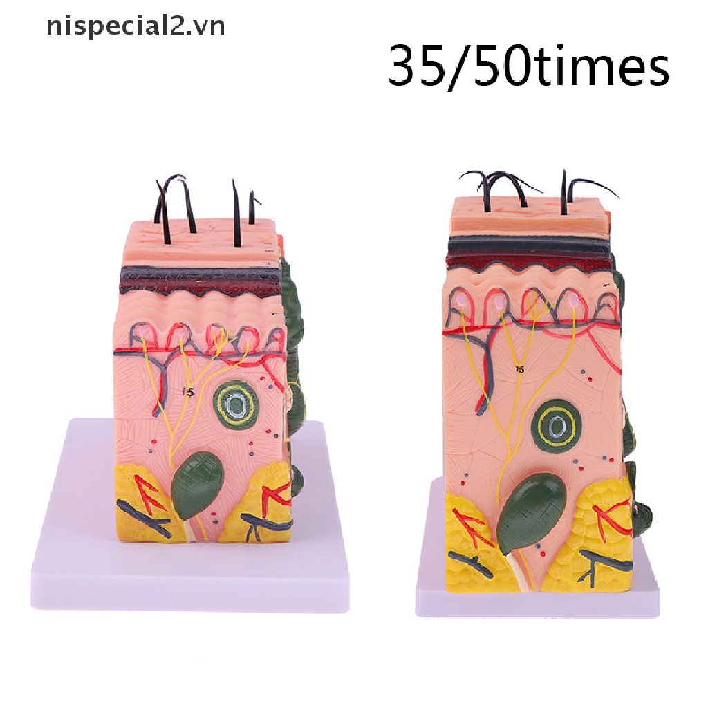 Mô Hình Cấu Trúc Da Giải Phẫu Cơ Thể Người 35 / 50 Lần