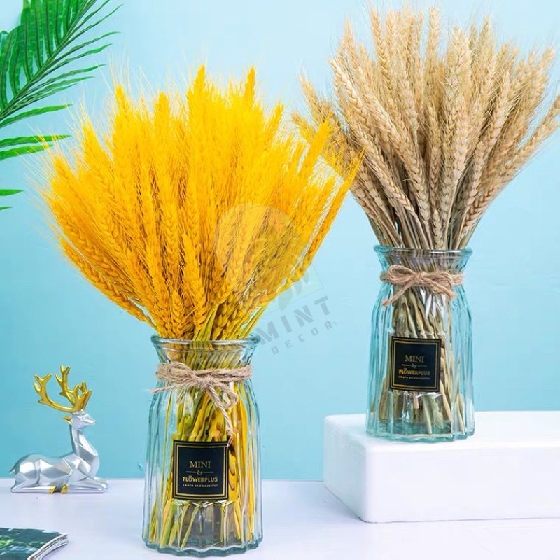 100 Bông lúa mạch vàng loại VIP 1 MINT DECOR phụ kiện chụp ảnh trang trí nhà cửa Decor Trang Trí  Tài Lộc