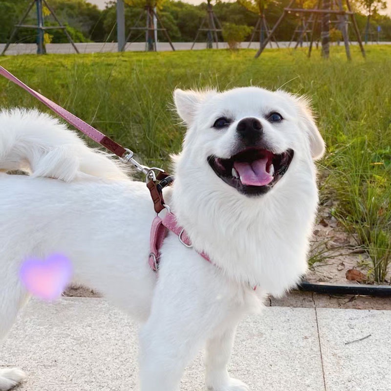 HamshMoc Dây Dắt Thú Cưng Đi Dạo Mềm Mại Bền Bỉ Đa Năng Có Thể Điều Chỉnh Được