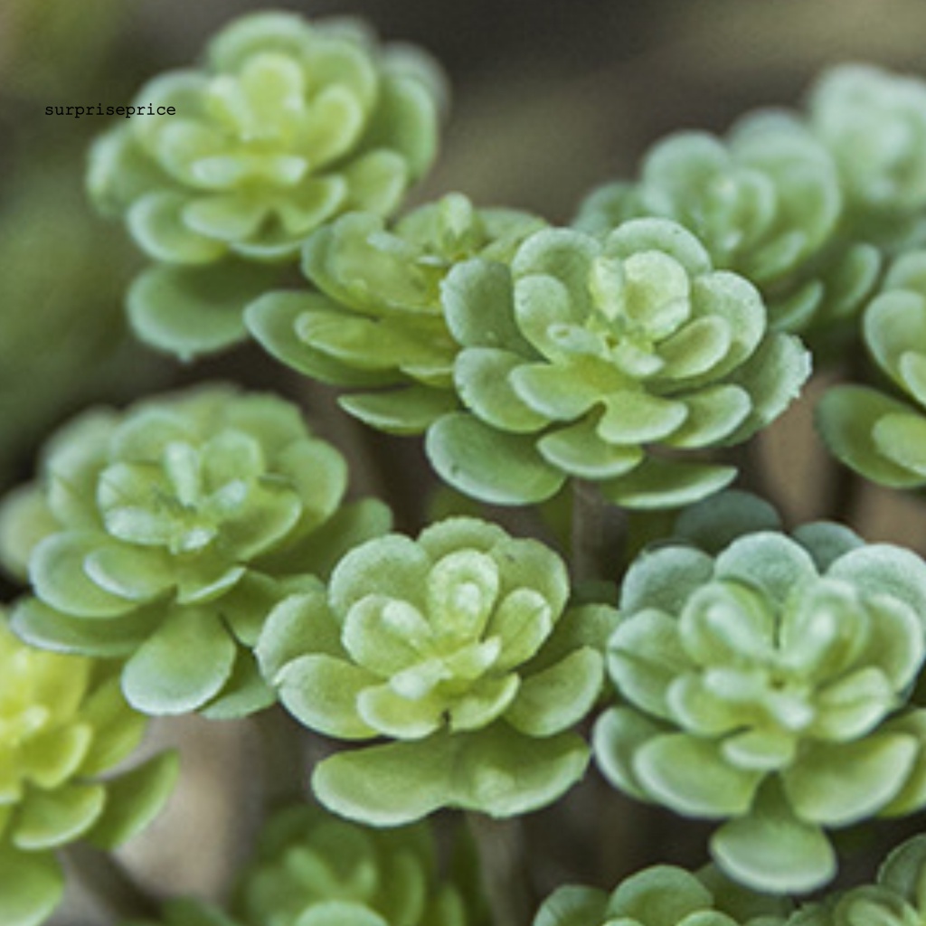 Chậu Cây Giả 24 Đầu Không Phai Màu Thân Thiện Với Môi Trường Trang Trí Phòng Khách SPA