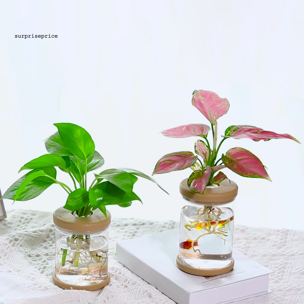 Chậu Trồng Cây Trong Suốt Hình Tròn Phong Cách Bắc Âu