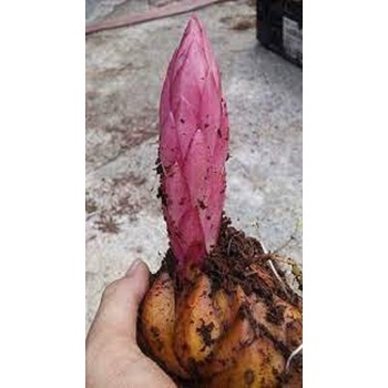 CỦ GIỐNG HOA LY CAO THƠM HÀ LAN NHẬP KHẨU