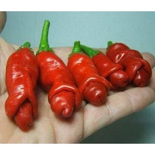 Hạt Giống Ớt Cu Tí Độc Lạ (Gói 5 Hạt) -[Hình dáng thú vị, Ăn ngon - Dễ Trồng, Nhiều trái]