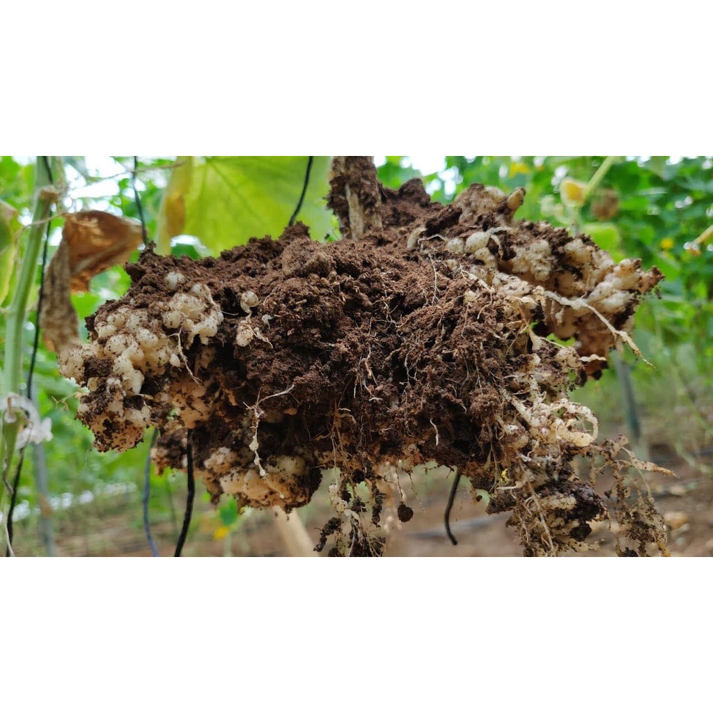 Thuốc trừ tuyến trùng Makeno, Diệt sạch sùng đất, tuyến trùng ấu trùng bọ cánh cứng hại rễ.