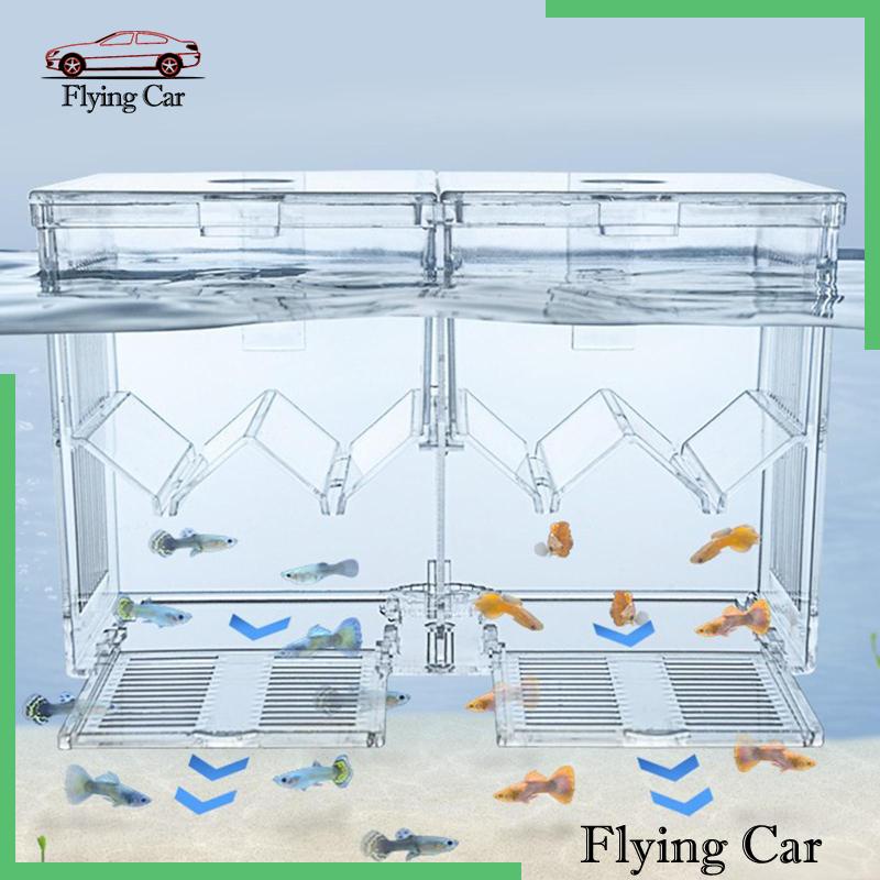 Hộp Nuôi Cá Dễ Sử Dụng Cho Văn Phòng Guppy Betta