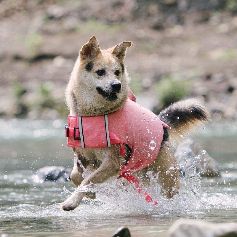 HamshMoc Áo Phao Cứu Sinh Có Tay Cầm An Toàn Cho Chó Cứu Hộ