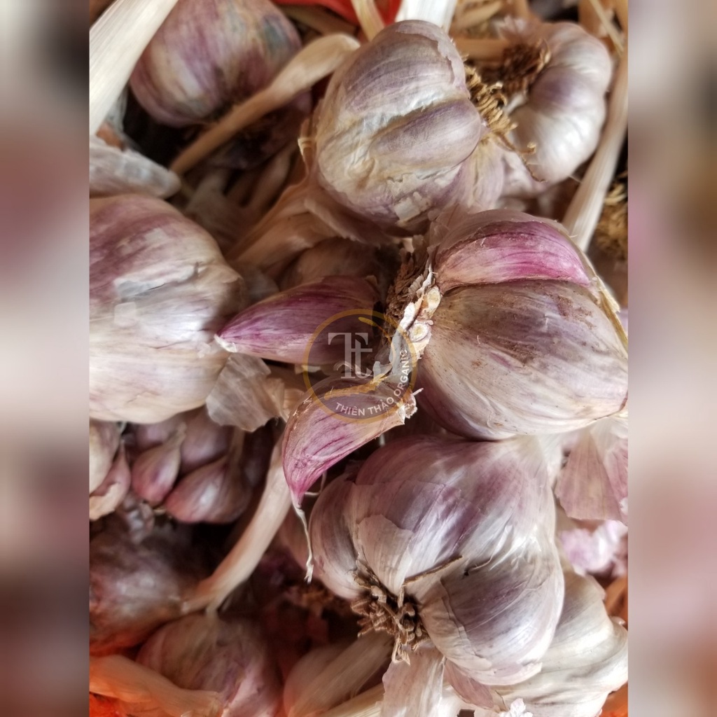 500gr tỏi tía khô bao chuẩn tỏi bắc thơm ngon Thiên Thảo Organic