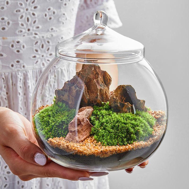 Thủy tinh terrarium centerpiece hộp đựng cây thủy tinh tự làm cho phòng ngủ nuts