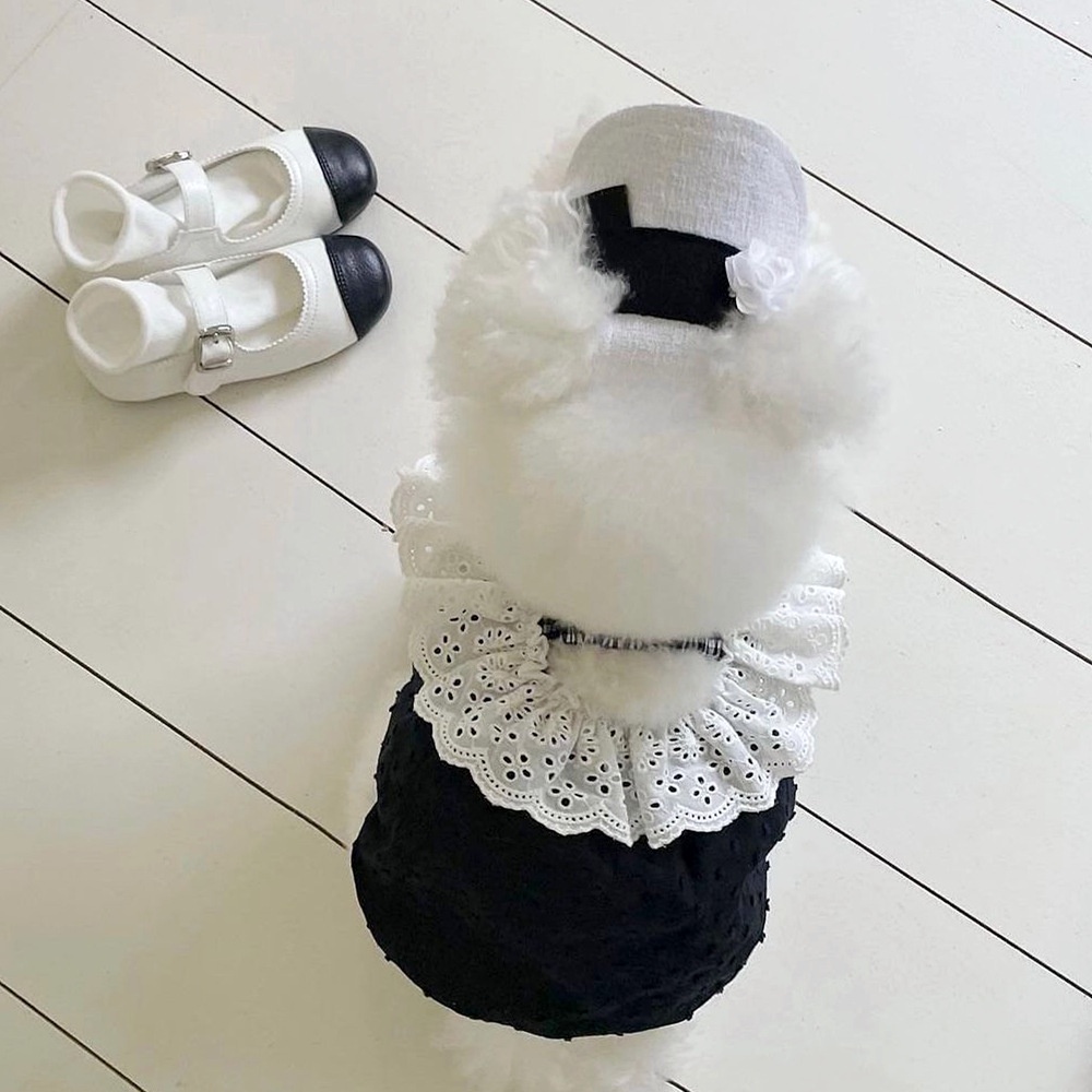 Đầm Công Chúa Phối Ren Họa Tiết Bí Ngô Xinh Xắn Thời Trang Mùa Hè Cho Cún Cưng