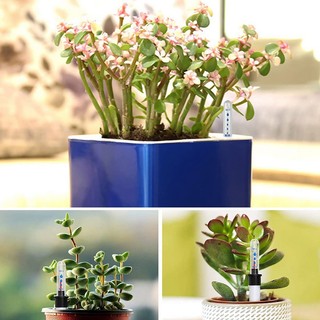 Set 10 Dụng Cụ Đo Độ Ẩm Đất 20Cm Chuyên Dụng